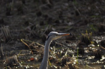 Grey Heron 寺家ふるさと村 Sat, 12/3/2022