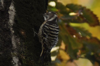 Japanese Pygmy Woodpecker 寺家ふるさと村 Sat, 12/3/2022