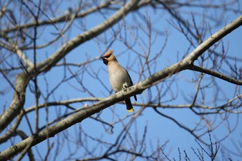 Bohemian Waxwing Asaba Biotope Sun, 3/4/2018