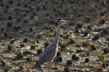 Grey Heron 寺家ふるさと村 Sat, 12/3/2022