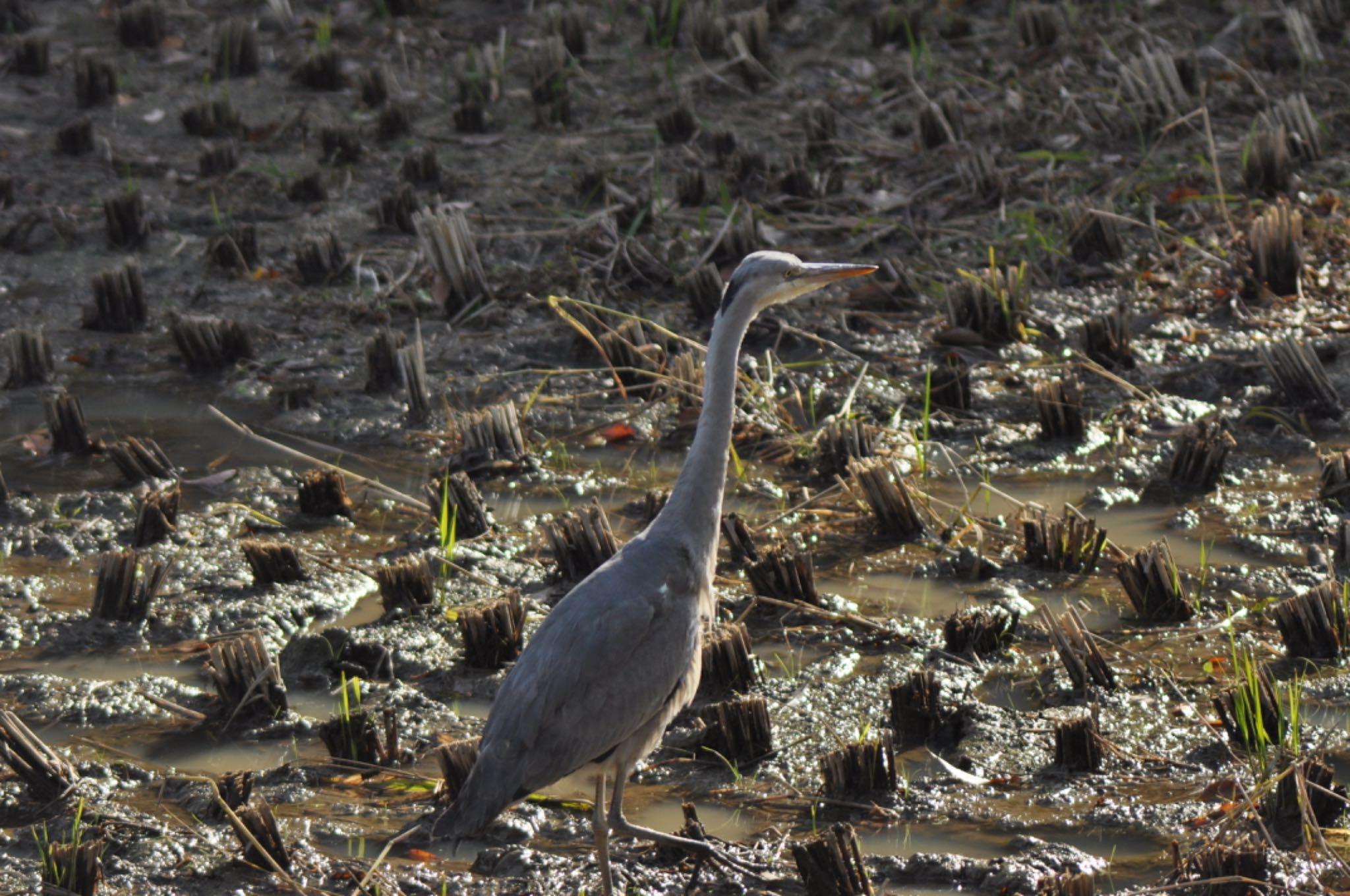 Photo of Grey Heron at 寺家ふるさと村 by まさ