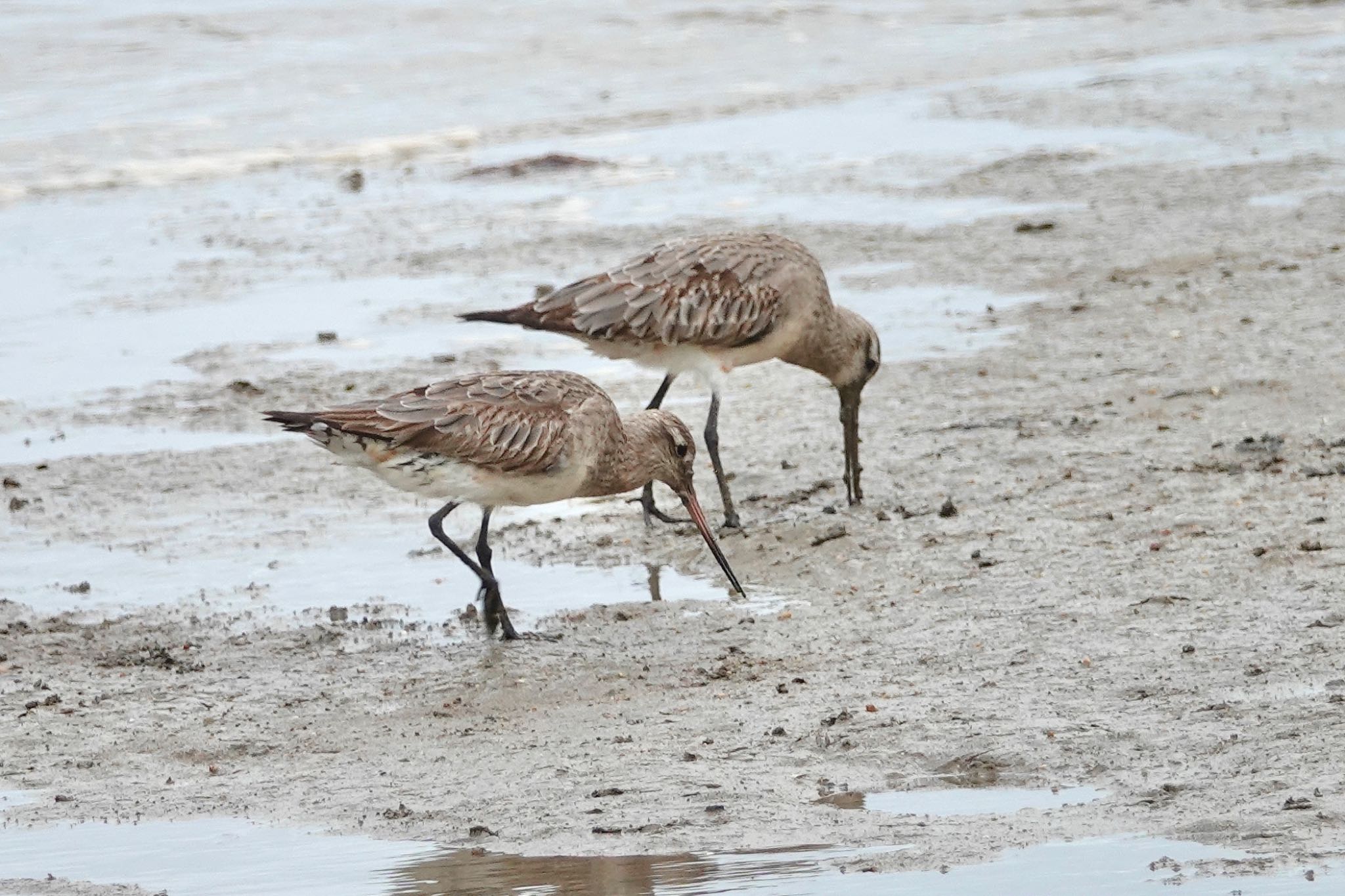 Bar-tailed Godwit