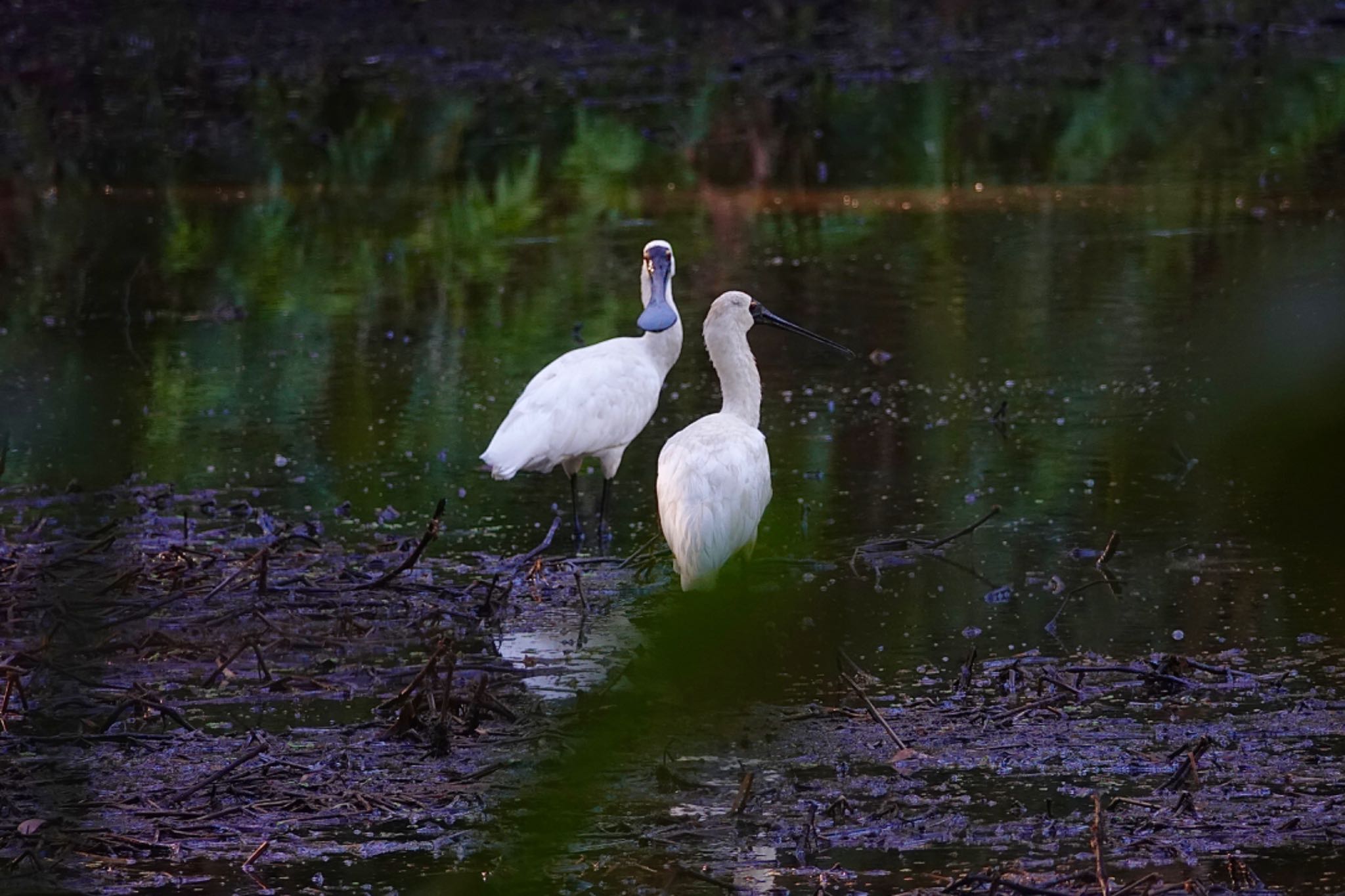 Photo of Royal Spoonbill at Cattana Wetlands(Cairns) by のどか