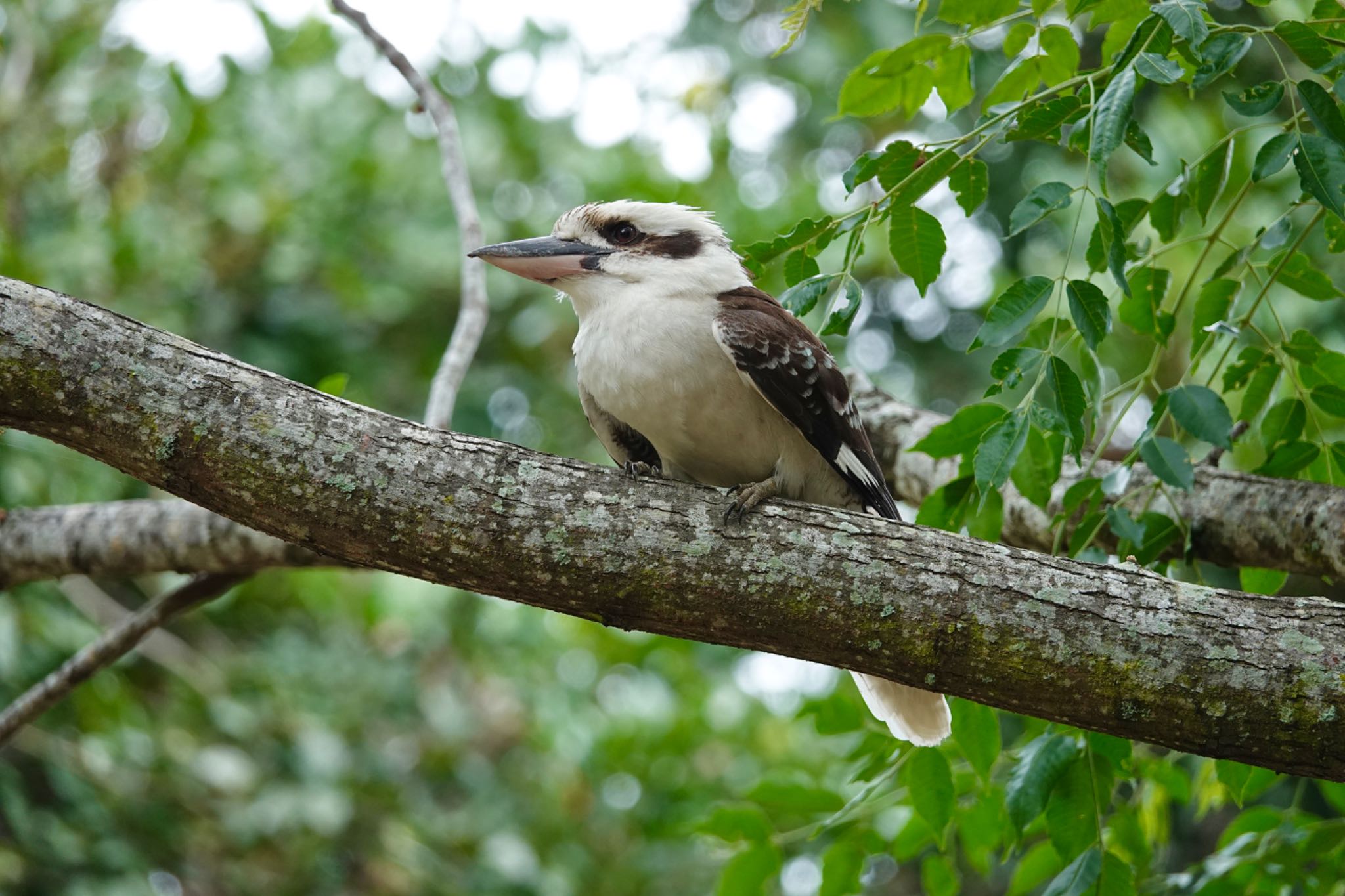 Laughing Kookaburra