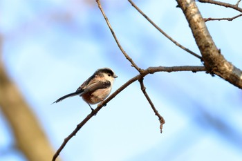 Long-tailed Tit 佐賀県佐賀市 Fri, 2/23/2018