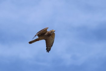 Grey-faced Buzzard 沖縄県豊見城市 Thu, 2/15/2018