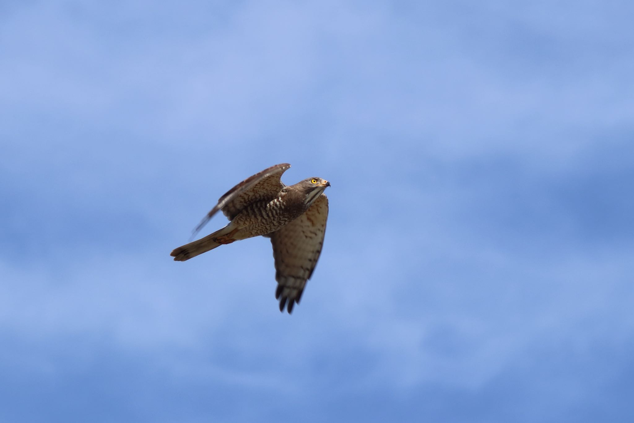 Photo of Grey-faced Buzzard at 沖縄県豊見城市 by Zakky