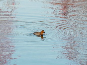 2022年11月22日(火) 琵琶湖の野鳥観察記録