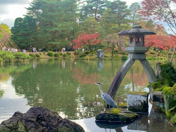 アオサギ 兼六園 2022年11月21日(月)