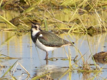 Northern Lapwing 河北潟 Sun, 11/27/2022