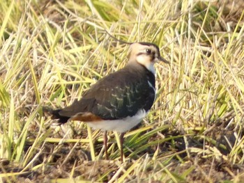 Northern Lapwing 河北潟 Sun, 11/27/2022