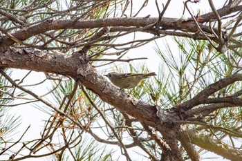 Sun, 3/4/2018 Birding report at 中山寺(奥之院)