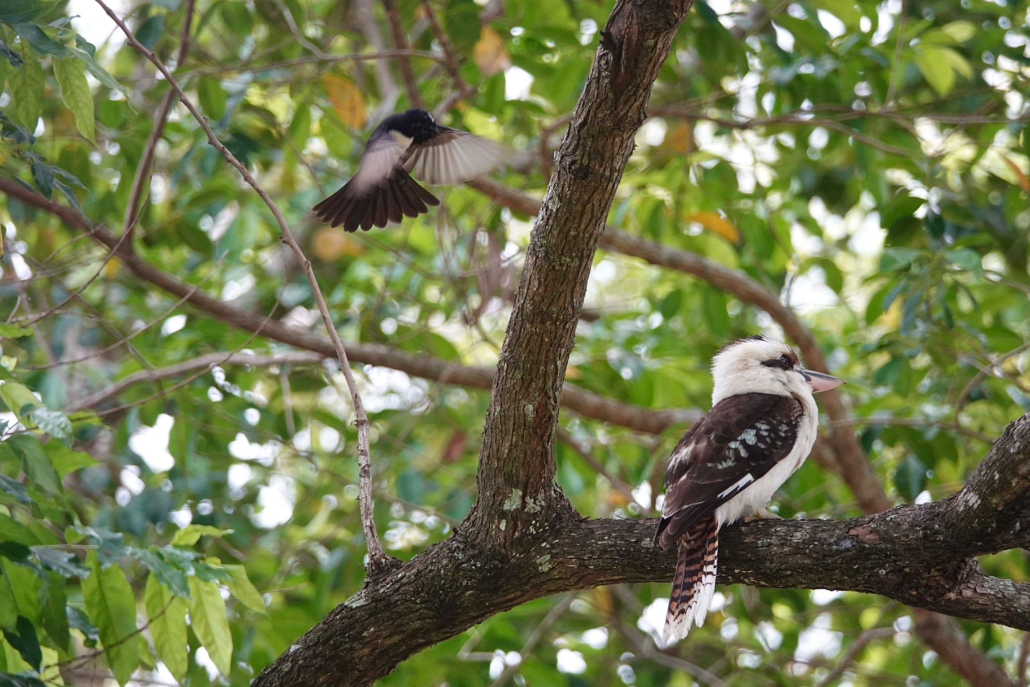 Laughing Kookaburra