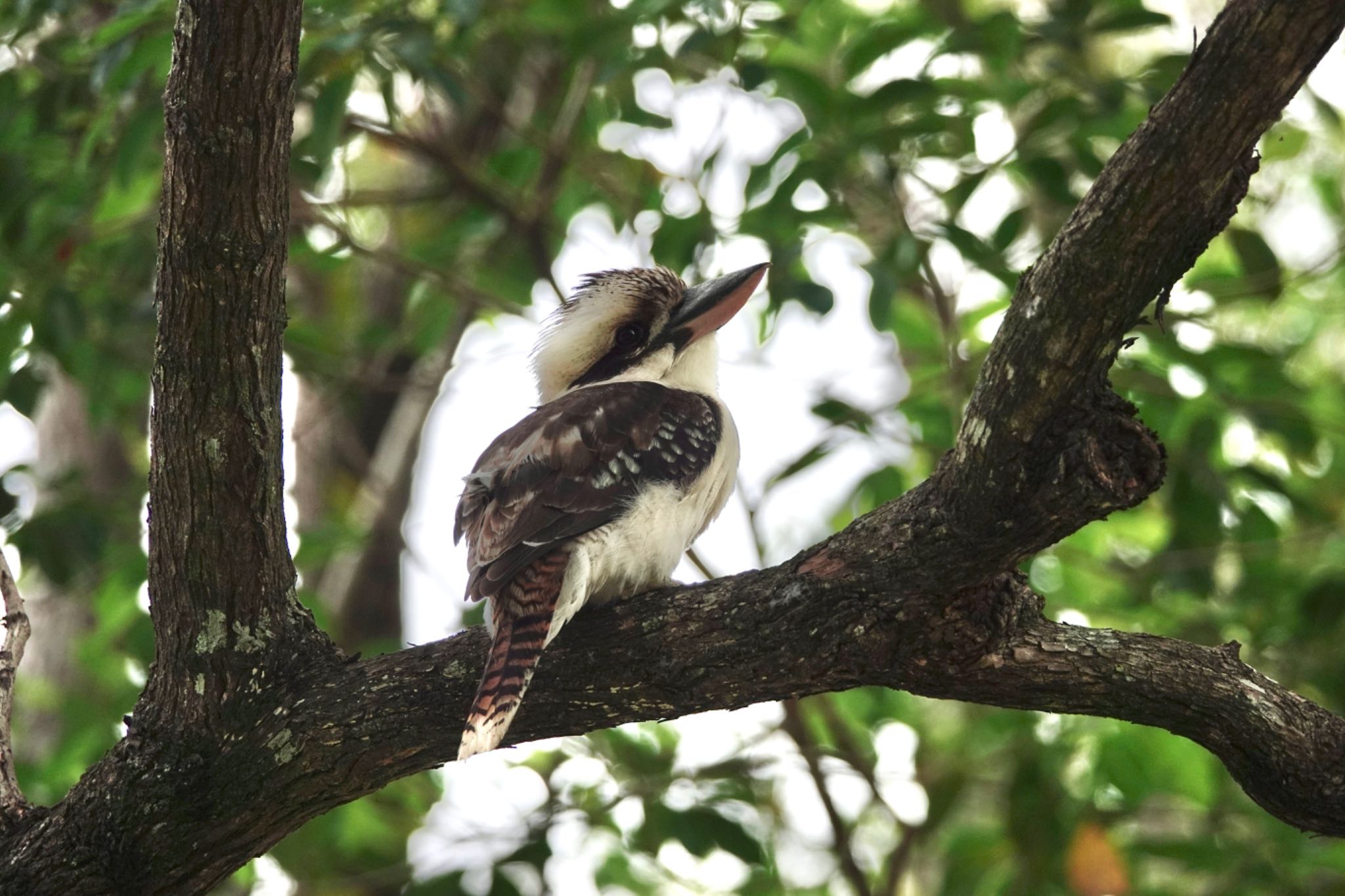 Laughing Kookaburra