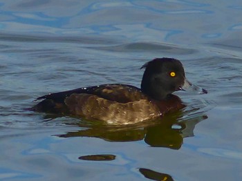 2022年12月3日(土) 伊佐沼の野鳥観察記録