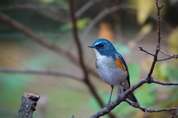 2022年12月3日(土) 東京都立桜ヶ丘公園(聖蹟桜ヶ丘)の野鳥観察記録