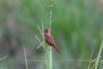 Crimson Finch Cattana Wetlands(Cairns) Sun, 10/9/2022