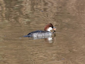 Smew Watarase Yusuichi (Wetland) Sat, 12/3/2022