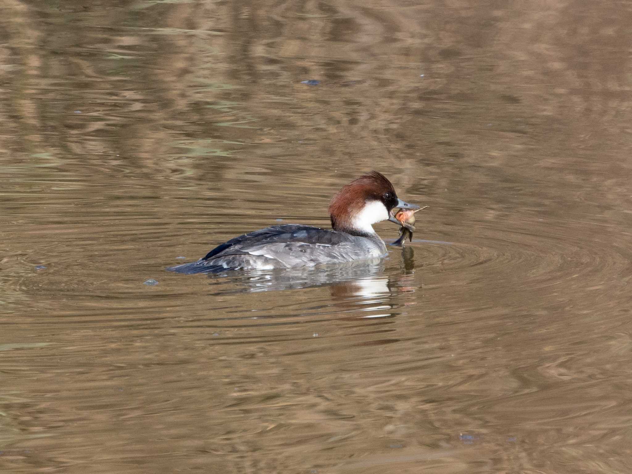 Photo of Smew at Watarase Yusuichi (Wetland) by ふなきち