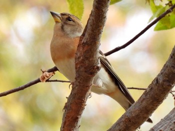 Brambling 木曽川河跡湖公園 Sat, 12/3/2022