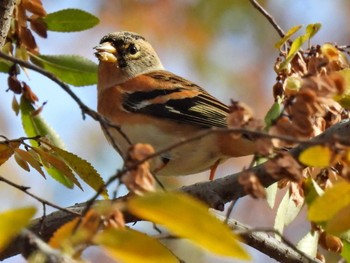 Brambling 木曽川河跡湖公園 Sat, 12/3/2022