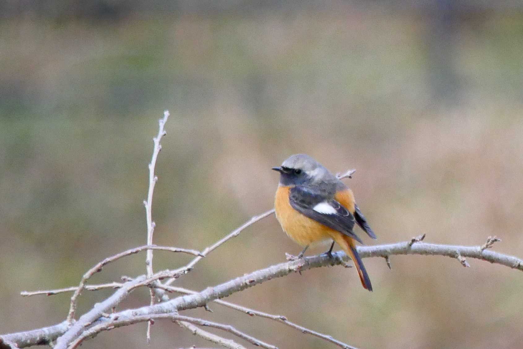 倉橋ため池ふれあい公園 ジョウビタキの写真 by  Lapolapola Birds