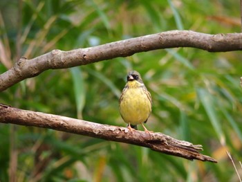 2022年12月3日(土) 舞岡公園の野鳥観察記録