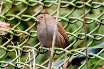 2022年12月3日(土) 早戸川林道の野鳥観察記録