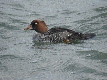 Sat, 12/3/2022 Birding report at 日の出三番瀬沿い緑道