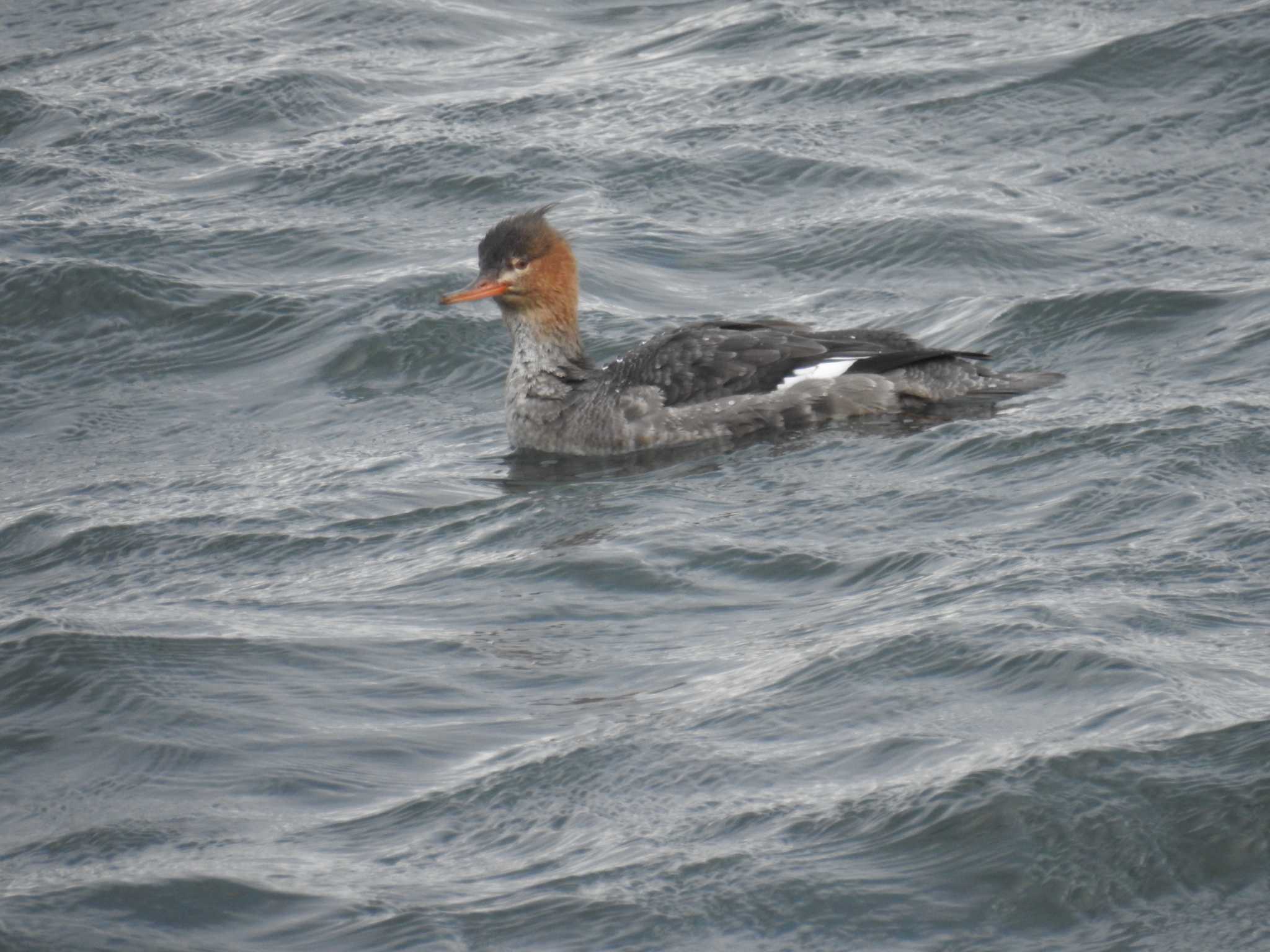 Photo of Red-breasted Merganser at 日の出三番瀬沿い緑道 by Kozakuraband