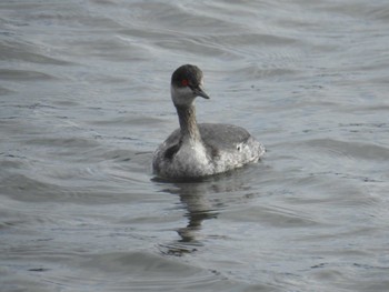 2022年12月3日(土) 葛西臨海公園の野鳥観察記録