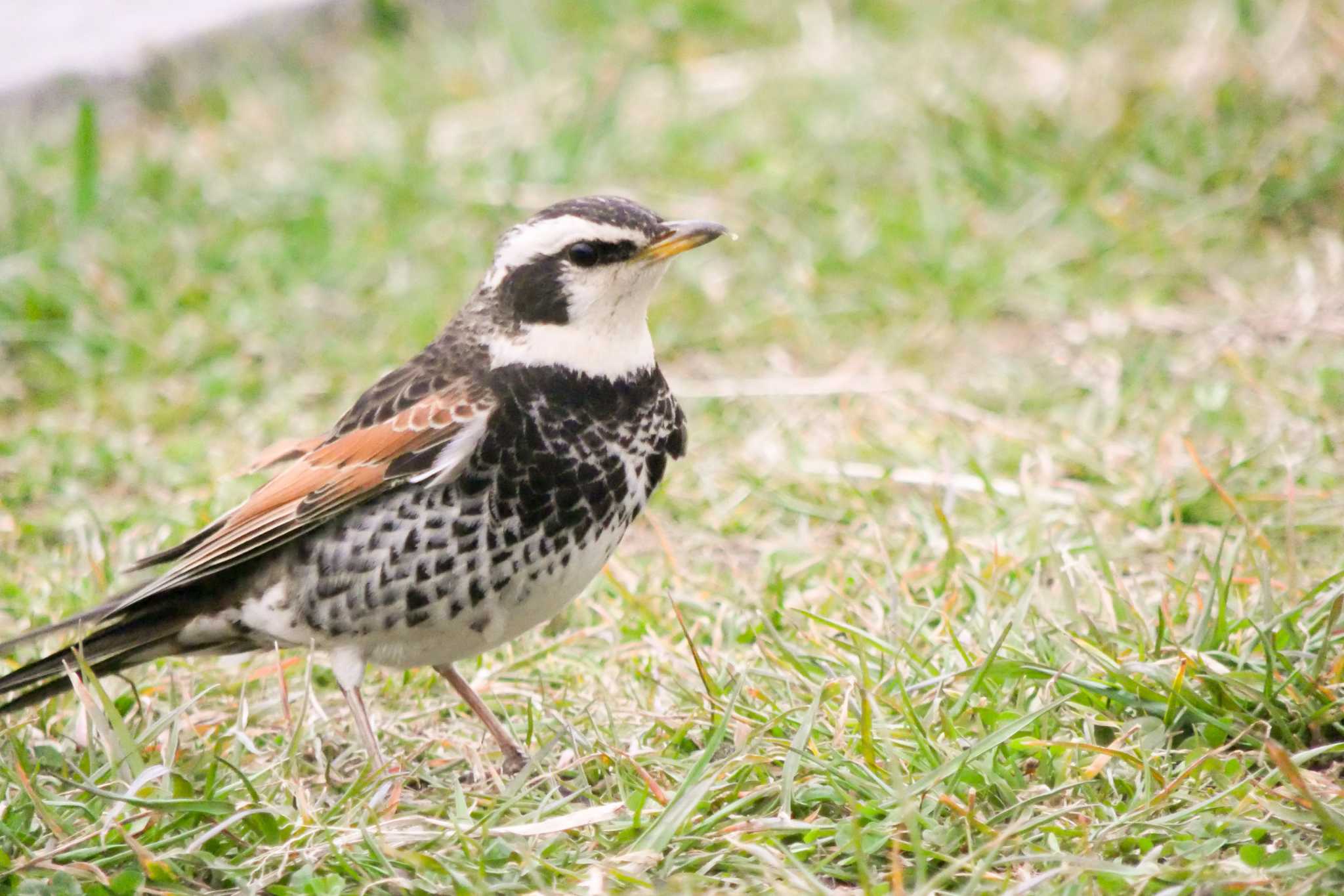 琵琶湖博物館 ツグミの写真 by  Lapolapola Birds