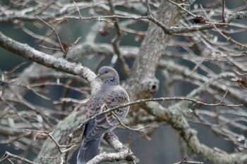 Oriental Turtle Dove 水分れ公園 Wed, 2/28/2018