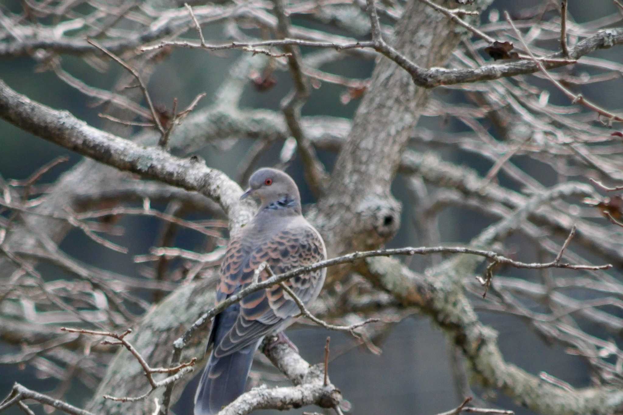 水分れ公園 キジバトの写真 by  Lapolapola Birds