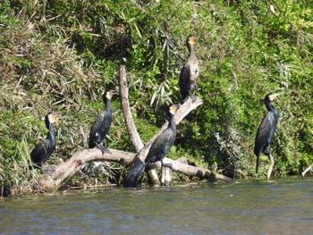 Great Cormorant Asaba Biotope Sat, 11/19/2022