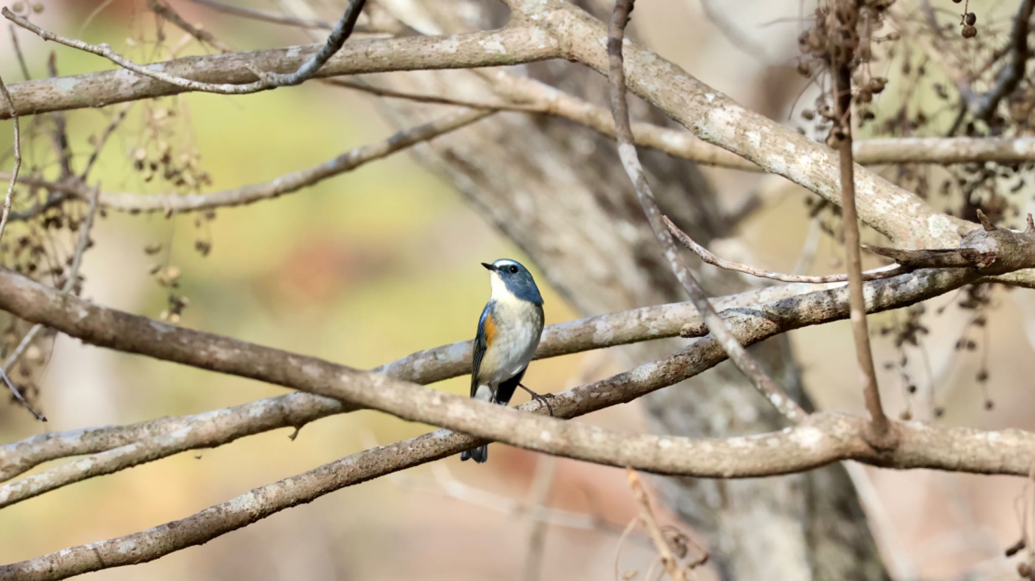 Photo of Red-flanked Bluetail at Arima Fuji Park by 洗濯バサミ