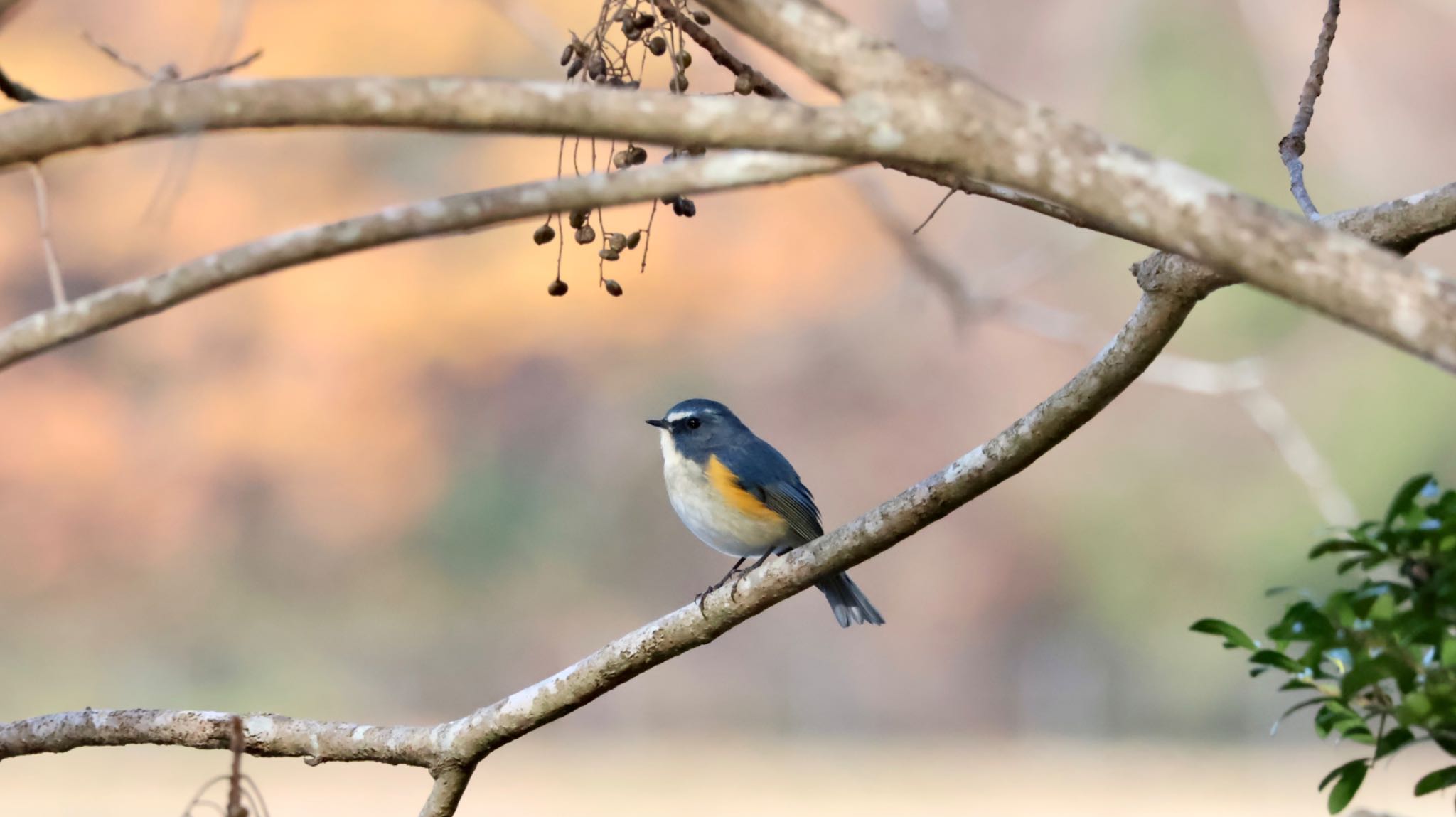 Photo of Red-flanked Bluetail at Arima Fuji Park by 洗濯バサミ