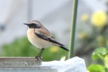 Desert Wheatear 湘南 Sun, 12/4/2022