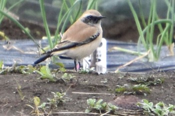 Desert Wheatear 湘南 Sun, 12/4/2022