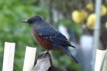 Blue Rock Thrush 湘南 Sun, 12/4/2022