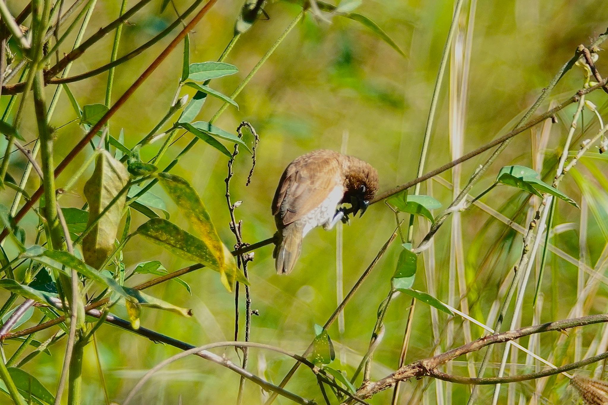 Photo of Scaly-breasted Munia at Cattana Wetlands(Cairns) by のどか
