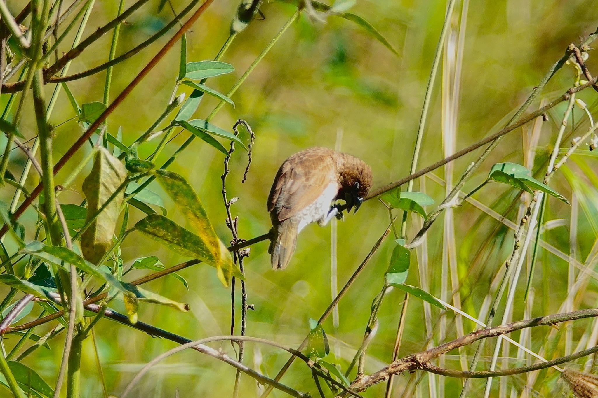 Cattana Wetlands(Cairns) シマキンパラの写真