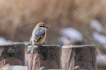 Bull-headed Shrike 曽爾高原 Thu, 2/22/2018