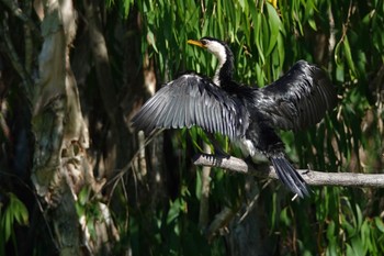 Little Pied Cormorant Cattana Wetlands(Cairns) Sun, 10/9/2022