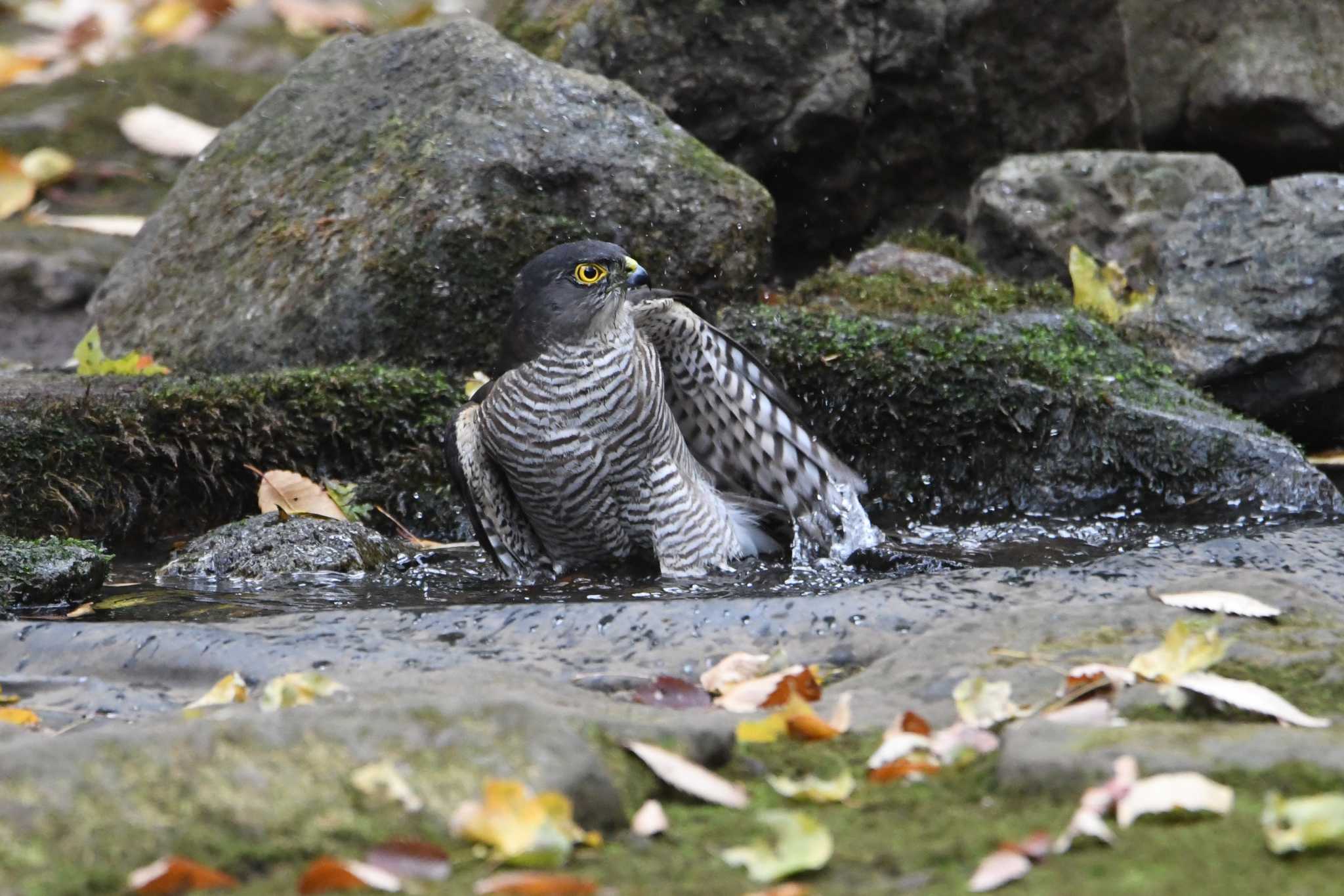 光が丘公園 ツミの写真