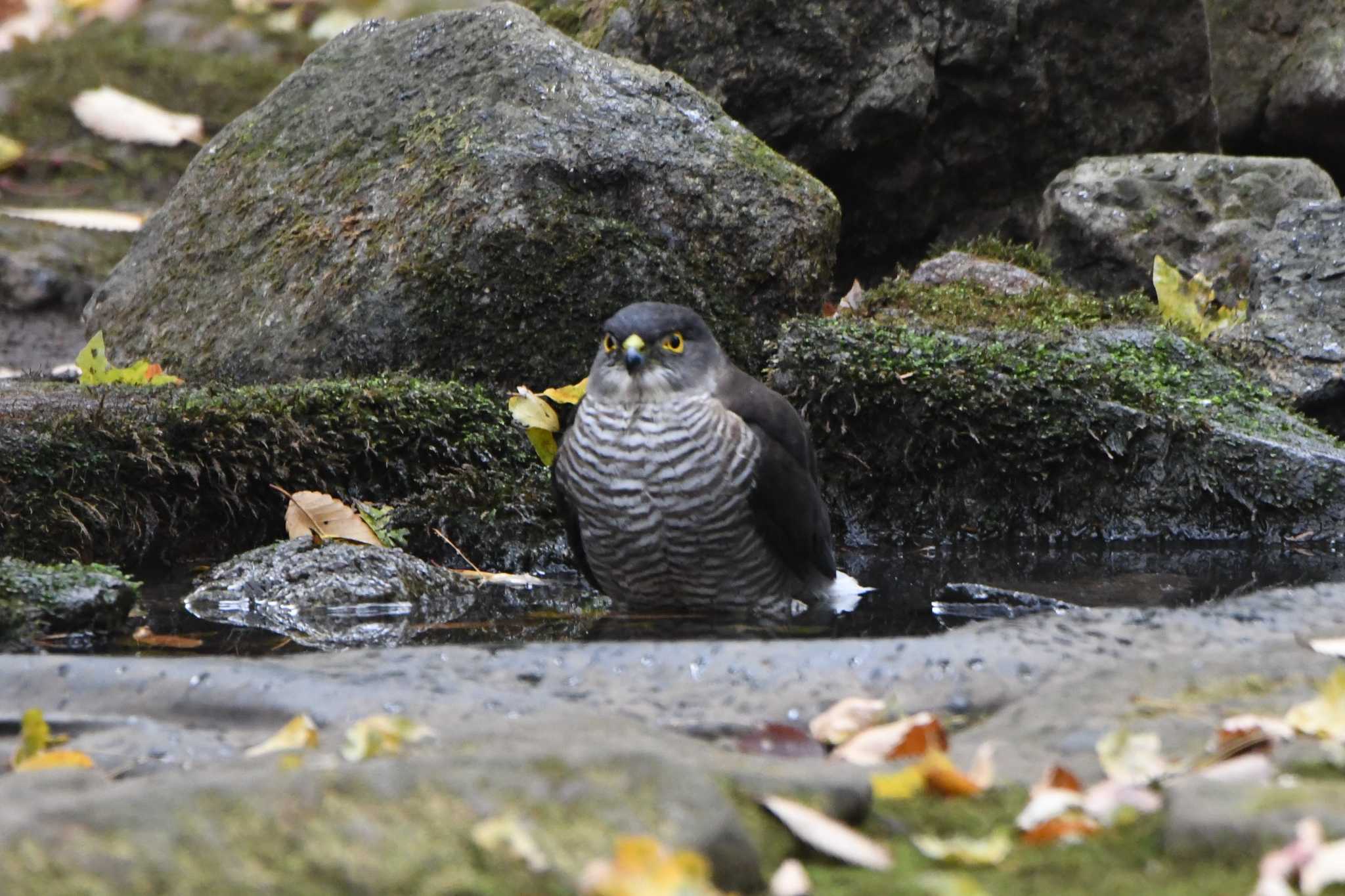 光が丘公園 ツミの写真