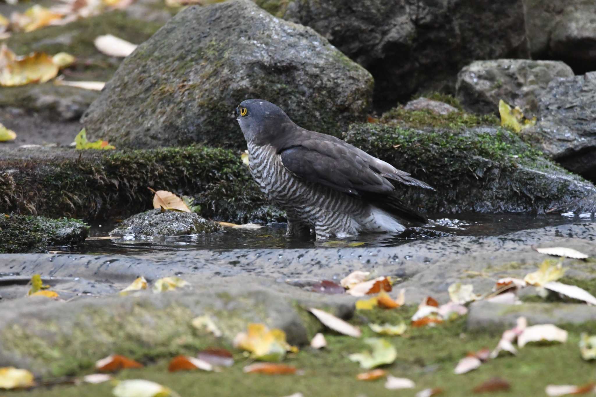 光が丘公園 ツミの写真