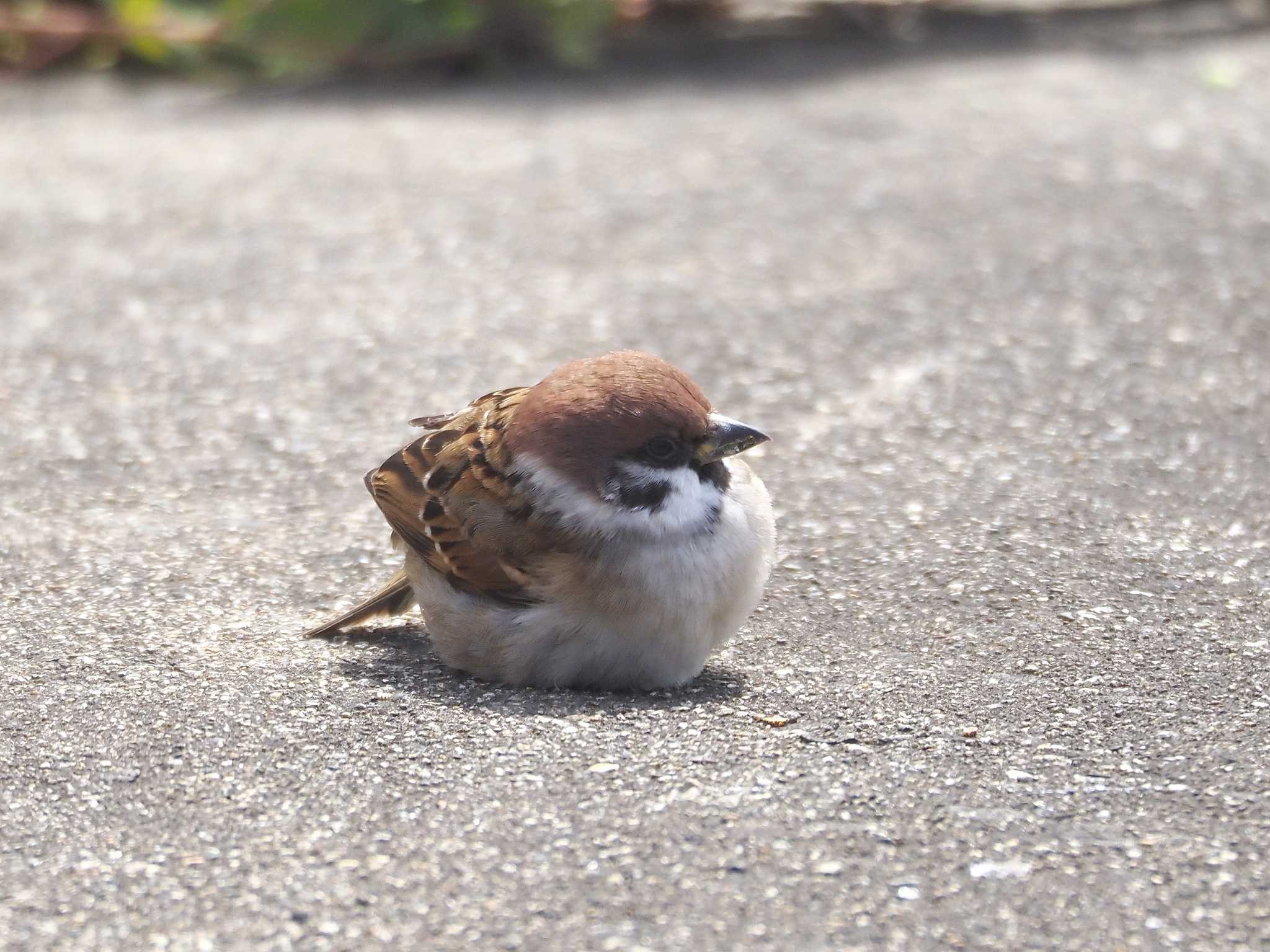 にぎにぎスズメバージョン