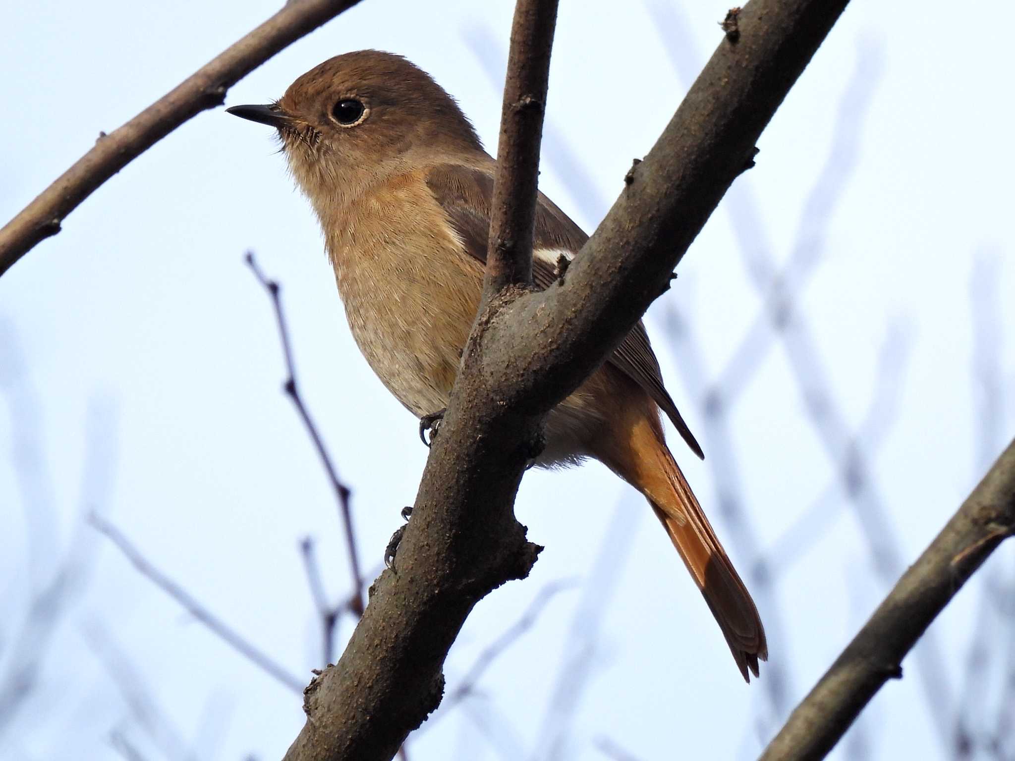 Photo of Daurian Redstart at 木曽川河跡湖公園 by 寅次郎