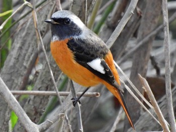 Daurian Redstart 木曽川河跡湖公園 Sat, 12/3/2022